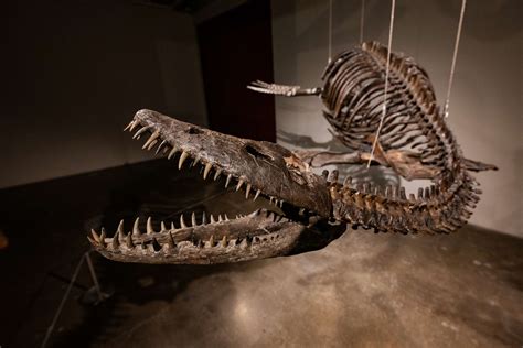 pissracisaurus fossil sale|real dinosaur fossils for sale.